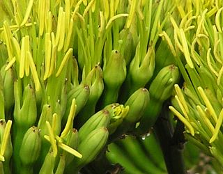 Flores de Agave americana