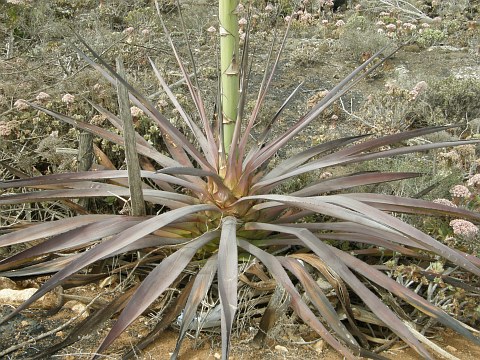 Hojas de Agave fourcroydes