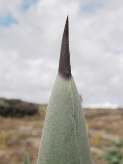 Detalle del ápice foliar de Agave fourcroydes