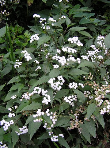 Ageratina riparia