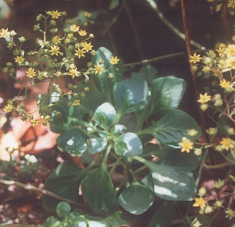 Aichryson pachycaulon ssp.immaculatum