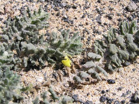 Ajuga
          iva var.pseudo-iva