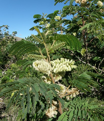 Albizia distachya