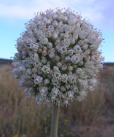 Allium ampeloprasum