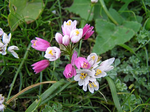 Allium roseum