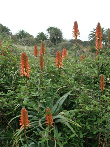 Aloe arborescens