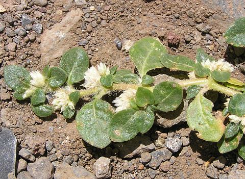 Alternanthera caracasana