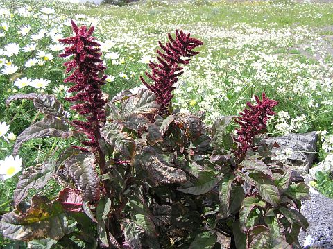 Amaranthus cruentus