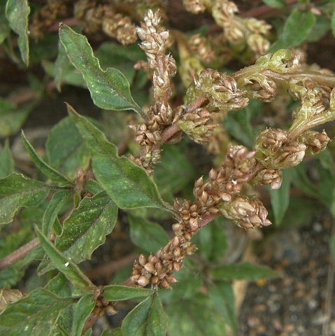 Amaranthus deflexus
