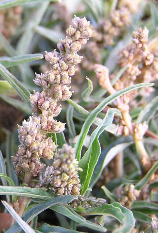 Amaranthus muricatus