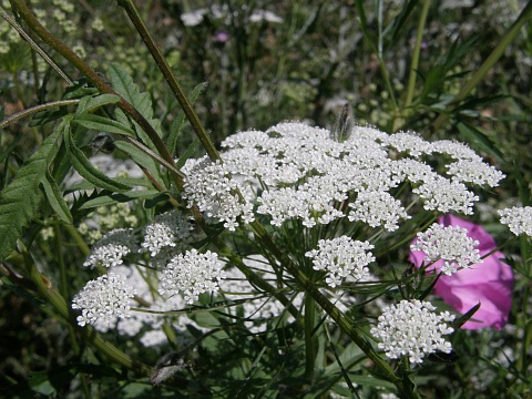 Ammi majus