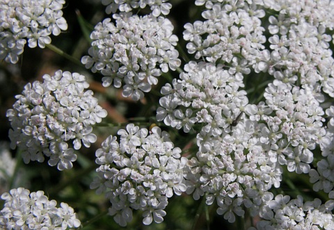 Ammi majus