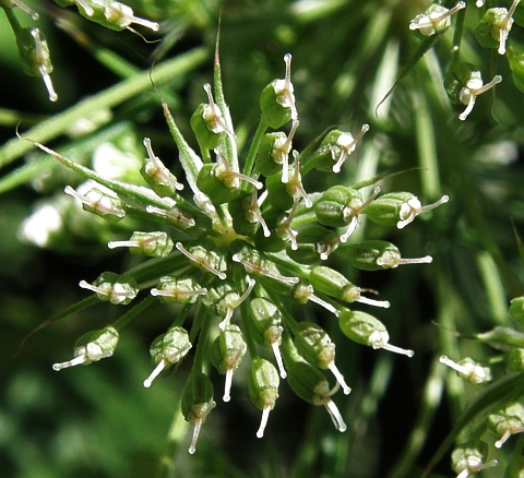 Frutos de Ammi majus