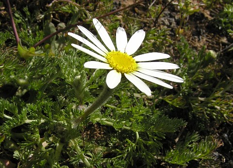 Anacyclus radiatus ssp.coronatus