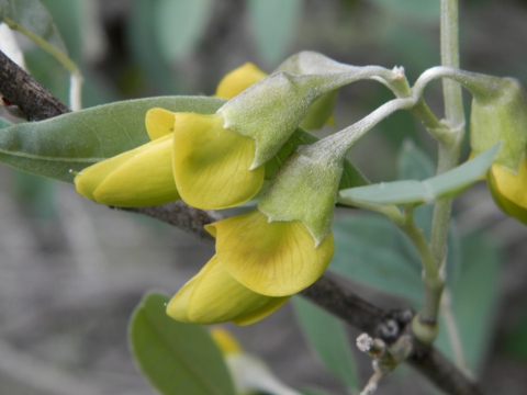 Anagyris latifolia