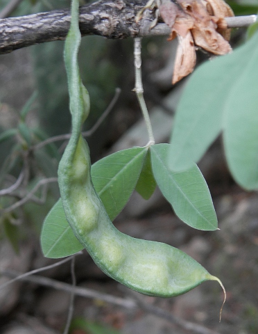 Anagyris latifolia