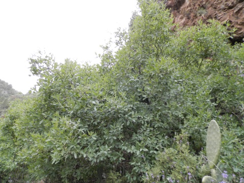 Anagyris latifolia