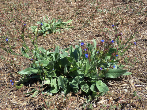 Anchusa azurea