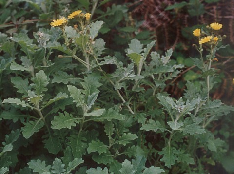 Andryala pinnatifida ssp.pinnatifida