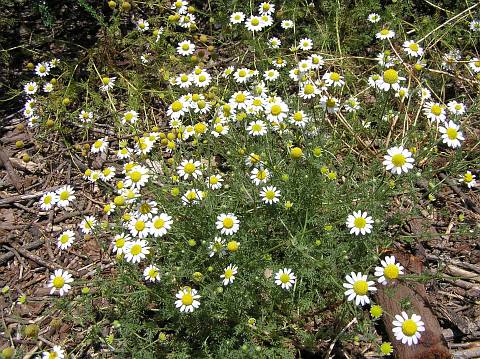 Anthemis cotula