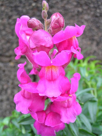 Antirrhinum majus