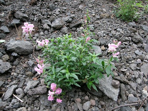 Antirrhinum majus