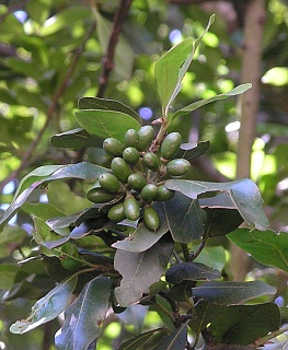 Frutos de Apollonias barbujana