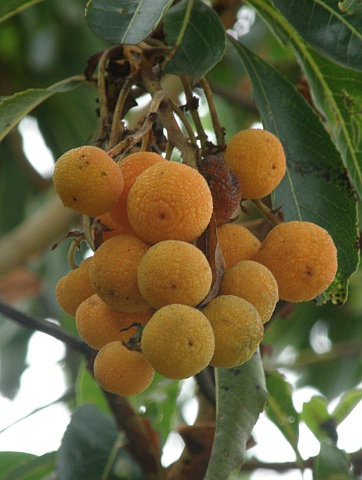 Frutos de
            Arbutus canariensis