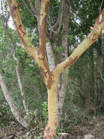 Tronco de
            Arbutus canariensis