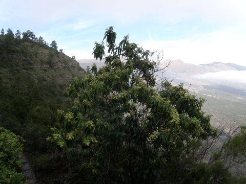 Arbutus
            canariensis