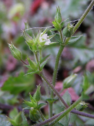 Arenaria leptoclados