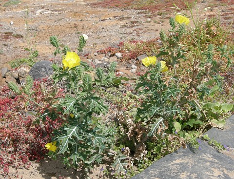 Argemone mexicana
          var.ochroleuca