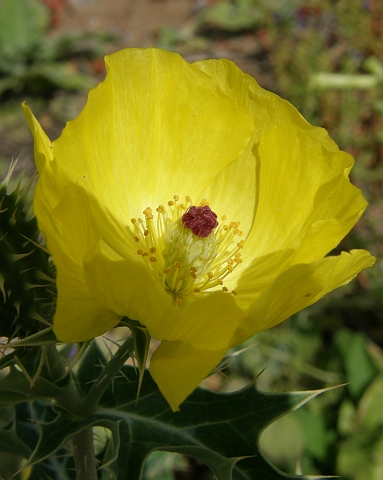 Flor de Argemone mexicana