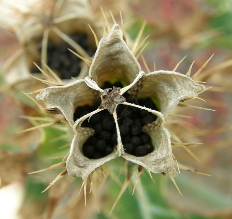 Fruto de Argemone mexicana