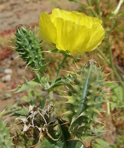 Argemone mexicana