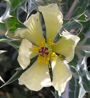 Flor de Argemone ochroleuca