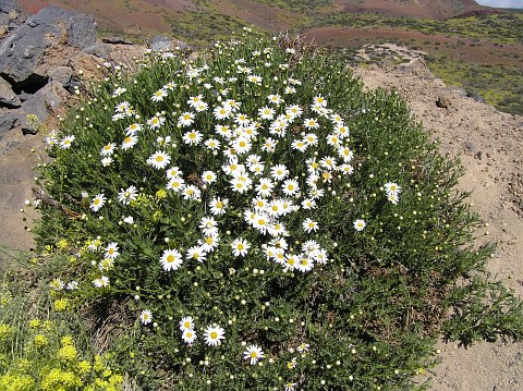 Argyranthemum adauctum