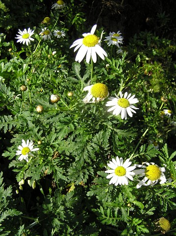 Argyranthemum broussonetii ssp. broussonetii