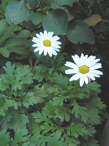 Argyranthemum coronopifolium