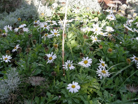 Argyranthemum coronopifolium