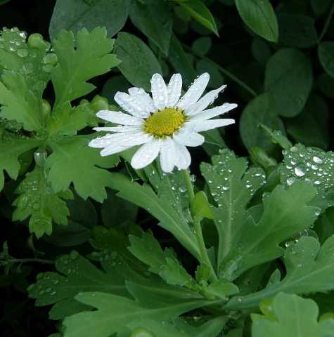 Argyranthemum coronopifolium