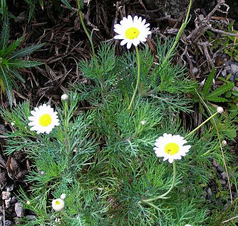 Argyranthemum foeniculaceum