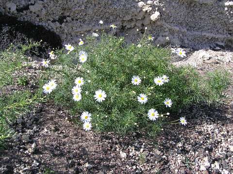 Argyranthemum frutescens