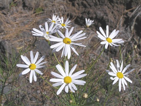 Argyranthemum gracile