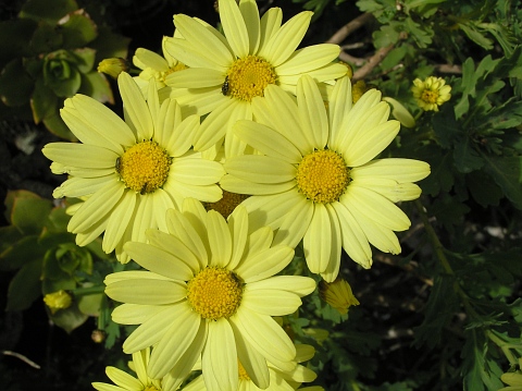 Argyranthemum maderense