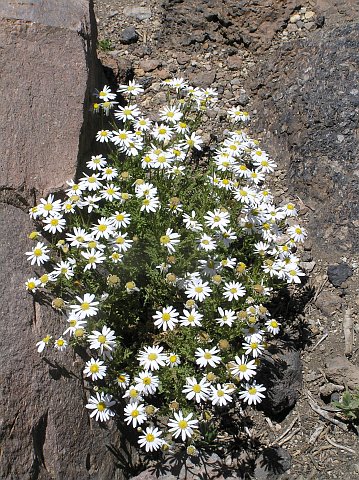 Argyranthemum tenerifae