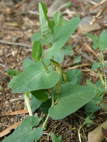 Aristolochia
            longa