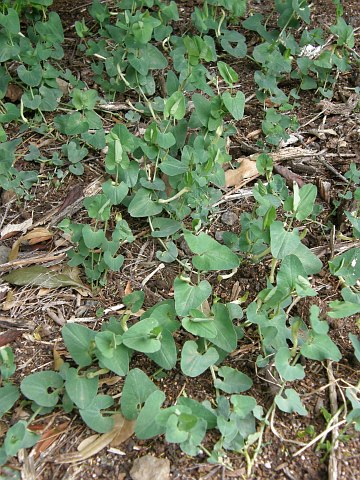 Aristolochia longa