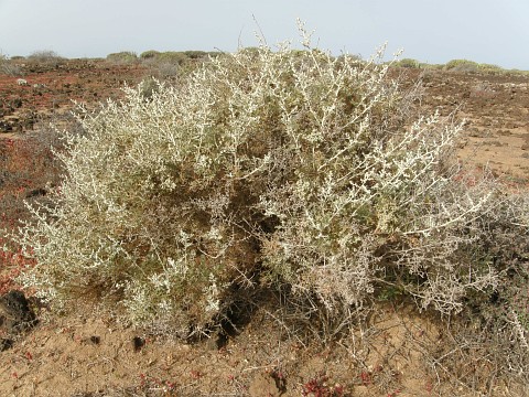 Artemisia ramosa