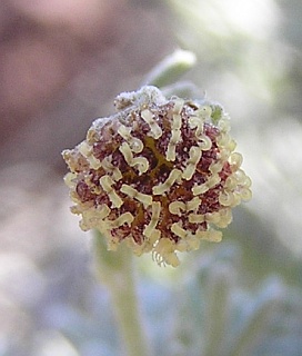 Capítulo de Artemisia reptans